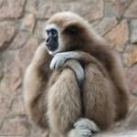 Gibbon.life