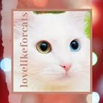 Lovelikeforcats
