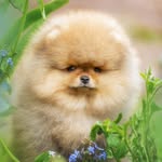Czech pomeranian hichsstar