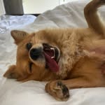 Gizmothepomchi