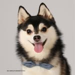 Kai.toy .pomsky