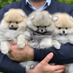 Luxepom