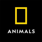 Natgeoanimals
