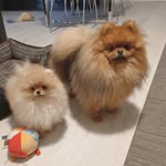 Pookie lionleo pom