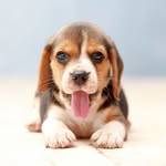 Adorablebeagle