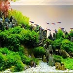 Aquariumwent