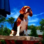 Autumn the pocket beagle