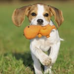 Beagle.daily .upload