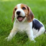 Beagle.juzz .lover