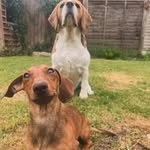 Beagle and sausage