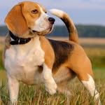 Beagle dog clubs