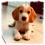 Beagle dog familylove