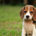 Beagle dog kute