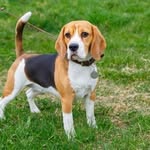 Beagle gorena