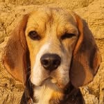 Beagle keith