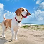 Beagle only