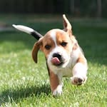 Beagle society
