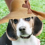 Beaglelove.vn