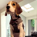 Beaglemcmuffin