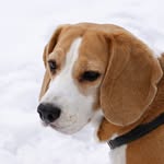 Beaglesmile