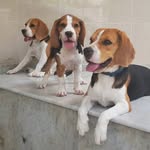 Blue.ivy .hazel ourbeagles