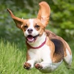 Erin.beagle