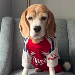 Hippothebeagle