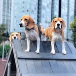 Iammollythebeagle