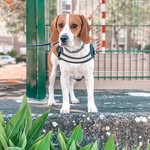 Junior.o.beagle