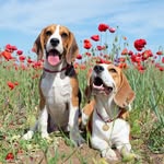 Karat asya beagles