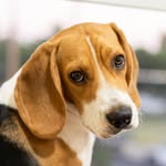 Maxito thebeagle