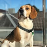Milo.the .beagle
