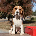Milroc beagles
