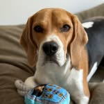 Rimbaud le beagle