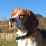 Ulco the beagle